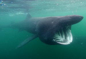 Shark diving in Scotland? Meet the basking sharks in the Sound of Mull
