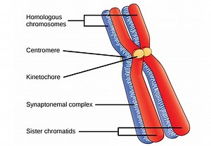 Meiosis - Grade 12 (CAPS)