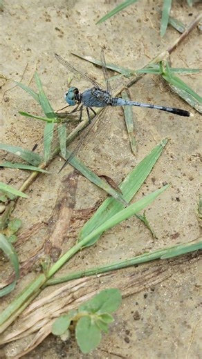 Dragonfly 95% #best #dragonfly #dragon #bestkiller #video #viral