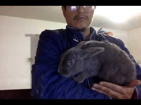 PRETTY SILVER FOX RABBIT BLUE CONEJA AZUL