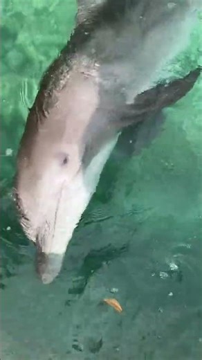 Playing with Bottlenose Dolphins