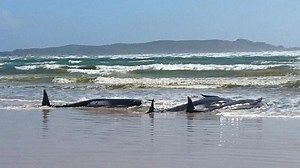 380 whales have died after becoming stranded off Australian coast