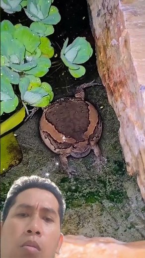 SOUND OF BULL FROGS #frog #animals #soundnature #frogs