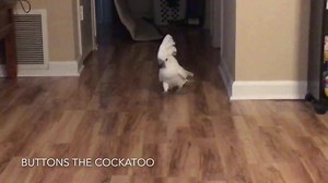 153K views · 4.6K reactions | Buttons versus Google Home Assistant | Buttons the Cockatoo | Facebook