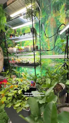 Indoor garden pest tips every beginner should know