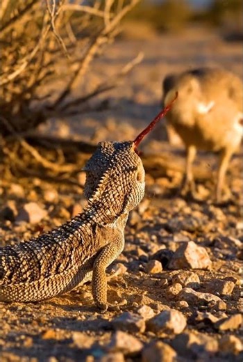 The Lizard Whose Eyes Spray Blood At The Predators: Horned Lizard