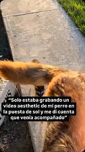 Bro cree que es un perro 🐶 #mapache en aprietos (cree que es un perro) | Animales En Aprietos