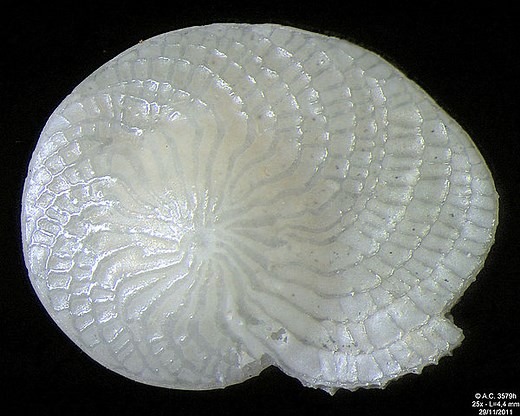 Foraminifera Species - Classification, Habitat and Reproduction