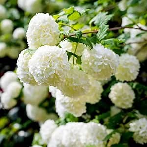 Old Fashion Viburnum Plant Live for Planting, Snowball Viburnum Live Plant 6 to 10 Inches Tall, 4 Inch Pot