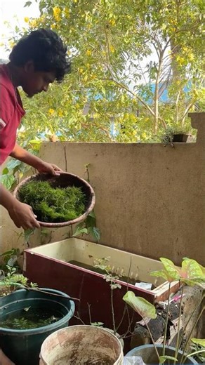 மீன்‼️🐟மோசமான✅😐யோசன🙊‼️ #fish #pets #தமிழ் #petscorner #guppy #day1 #male #female #vs #farm #மீன்