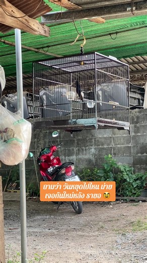 สังคมปัจจุบัน อย่าเลือกแค่ความอยู่รอด แต่ต้องเลือกอิสรภาพด้วย #นกบินหลาดงใต้