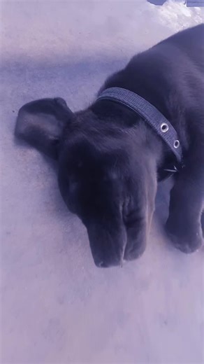 . (@omeshshawzaman200)’s videos with weeeeeeeeeeeeeeeeeeee - Venom🇯🇲