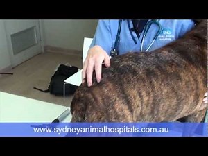 Sydney Animal Hospitals - Flea allergy dermatitis