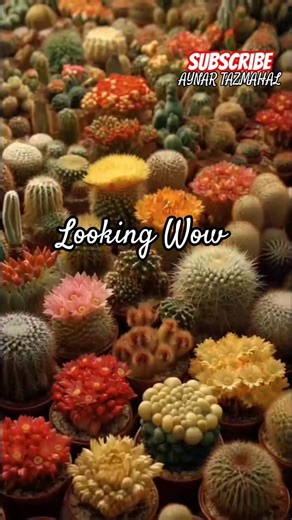looking wow the various coloured cactus