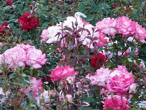 The Growing Season For Roses - Garden Guides