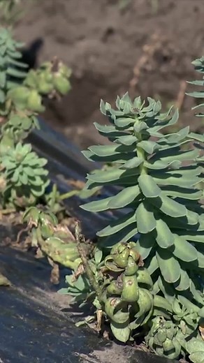 Always tired? Low energy? We have a solution. Stress less and feel...