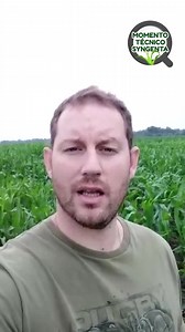 6.4K views · 22 reactions | #MomentoTécnicoSyngenta | ¿Qué está ocurriendo con el maíz tardío? Tizón, cercospora y mancha blanca, tres de las enfermedades que pueden afectar este cultivo en diferentes zonas del país. @Tino_DeRossi te cuenta todo sobre el monitoreo de esta semana. Mirá  | Syngenta | Facebook