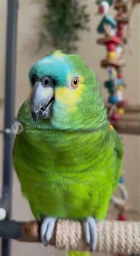 Parrot Laughs at Its Own Joke 🦜😂