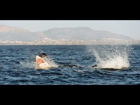 Woman Dives into Sharks Open Mouth