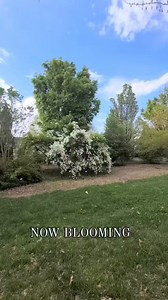 Pearlbush, a large shrub (10' to 15') in the rose family, tolerates heat and drought well, making it well-suited to Utah's climate. Named for its small, round, pearl-like buds, this spring bloomer is a staff favorite each spring. Smaller cultivars, like Lotus Moon, may be a better fit for smaller landscapes. | USU Botanical Center