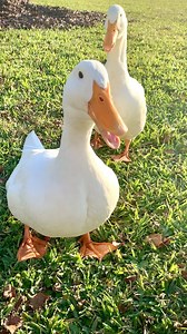 Top 9 Duck Breeds of 2022! 🥳 Ducks make such great pets. They don’t need pampering, find a good portion of their own food, eat insects and weed seeds from the garden, and can be very beautiful and entertaining while they wander around the backyard. There are many reasons to consider adding pet ducks to your backyard flock. One of those reasons is for you to have a great source of eggs. 🥚🥚🥚 Read our Top 9 Duck Breeds of 2022 Blog Post now by clicking the link in our story. ❤️🦆 https://bit.ly