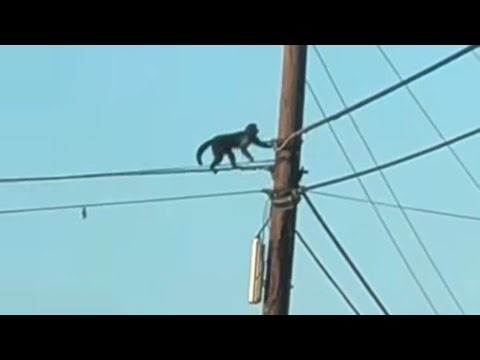 Capuchin monkey escapes from North Carolina zoo