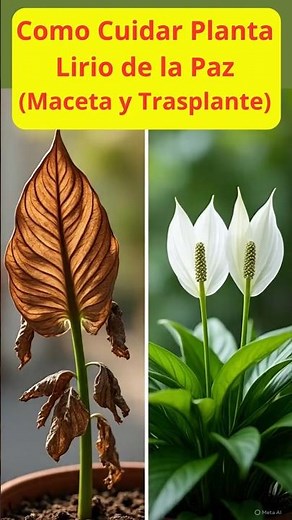 Avoid mistakes when transplanting your Peace Lily 🌿 Quick guide to a happy plant
