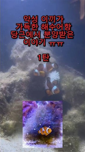 #해수어항 #니모 #당근 #물고기 해수어항 분양 사기? 악성 이끼 가득한 해수어항 당근 분양 이야기