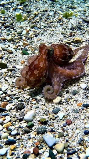 #octupus change colour's #ocean