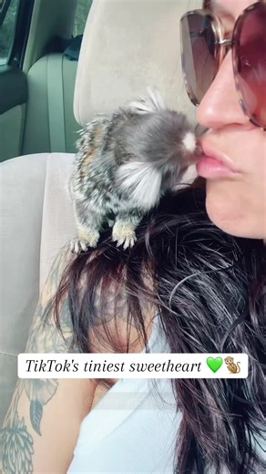 Adorable Marmoset Moments to Brighten Your Day