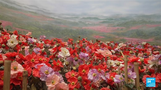 🇹🇭🇲🇲🇱🇦 Once the opium kingdom, the Golden Triangle has become a major hub for drug trafficking. In the mountainous region between Thailand, Myanmar and Laos, where borders are porous and difficult to control, synthetic drugs are now produced on an industrial scale before being exported across Asia. Discover this #REPORTERS investigation by Constantin Simon, Aruna Popuri and William de Tamaris ➡️ https://go.france24.com/OFJ #Thailand #Myanmar #Laos #drug #opium | FRANCE 24 English