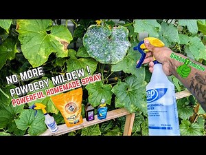 Get Rid of Powdery Mildew FAST With homemade spray #gardening #greentgarden #amazing