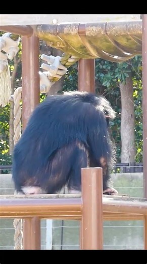 Fan-kun’s mop-like move is so funny and cute! 😍