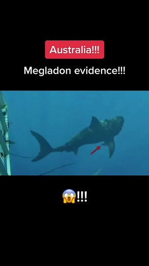 Baby Megalodon Evidence Revealed with Genetic Differences