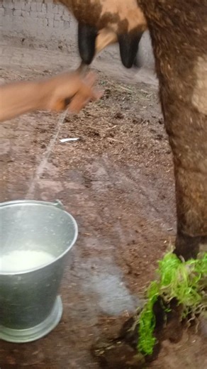 MILK BY HAND VIDEO NATURAL DRINKING BEAUTIFUL ANIMAL NATURAL DRINKING THY GOOD #cow #cattleworld #f#
