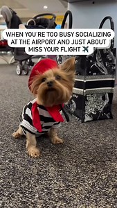 3.4K views · 6.8K reactions | Do you get anxiety about missing your flight? | Traveling with a Dog | Facebook