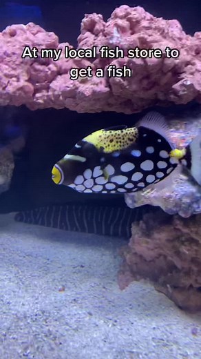 Exploring Pygmy Angelfish in a Reef Tank