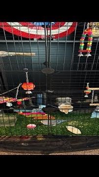 Check out VISCOO Upgraded Encrypted 46-Inch Bird Cage, with Wooden Perches, Metal Parakeet Cage with