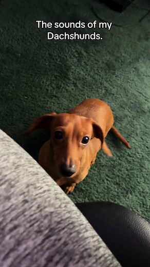Dachshund Whining and Barking Sounds Compilation