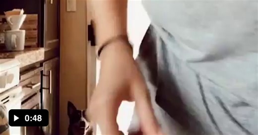 Dog is stuck in a loop. - Video