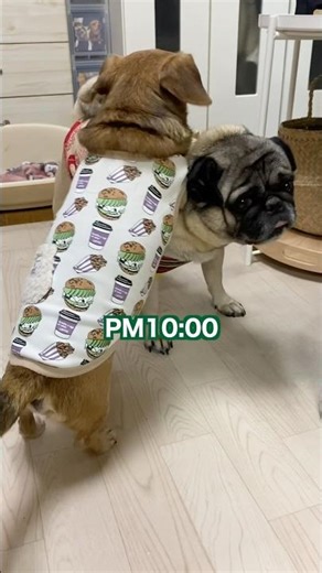 夜の散歩からかえってきたら、楽しすぎる14才のチワックスと7才のパグオス二匹😂😂仲良しパグとチワックス #pug #パグ #チワックス #犬のいる生活 #shorts