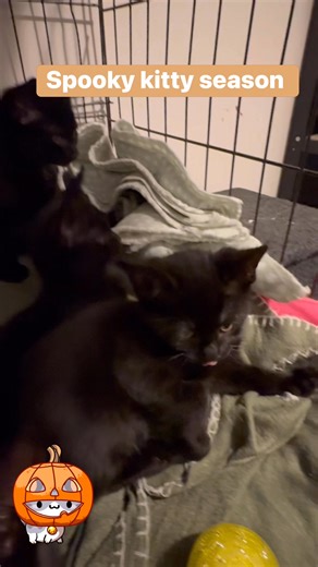 Kitten season meets Halloween this Saturday 🐈‍⬛🐾🐈‍⬛ These darlings are adorable, super friendly and available for pre-adoption 🎃 Ready to go to their new homes in the next couple of weeks! Ask us about adoption now!! | Perth Animal Rescue