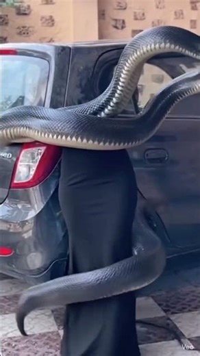 Woman Transforms into Giant Black Snake 😱Shocking Transformation Scene #snakeattack #vfx