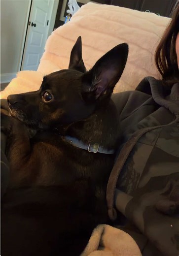 My Life 360 Dog. Funny because our phones stay on silent and he still knows the sound of Life 360 and the vibrating notification. #life360 #pets #petsoftiktok #meeko