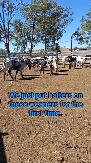 It's now just under 6 weeks to the Texas Longhorns Australia Inc National Show and all going to plan some of these guys will make their showing debut there. There are so many different methods when it comes to halter training cattle. When we first put halters on them, we like to let them walk about and get used to the halters without anything extra to think about. It's a starting point that works for us. Follow us as we take these fresh weaners from untouched animals to pamper loving show kings 