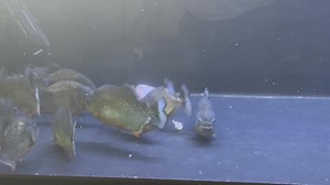 Piranhas Eat Rabbit 🩸🐰 | Piranha Head