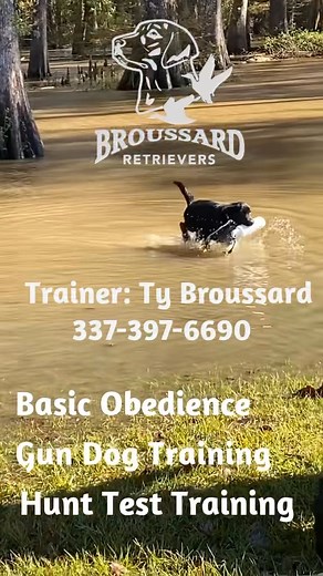 Broussard Retrievers Offering Basic Obedience, Gun Dog Training, and Hunt Test Prep for your retriever. From steady basics to advanced work, we help build confident, reliable dogs in the field and at home.  Call Ty Broussard: 337-397-6690  Spots are limited — book your training today! #Arnaudville #SouthLouisiana #Louisiana #BroussardRetrievers #DuckDog #DogTrainer | Broussard Retriever’s, LLC | Facebook