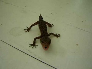 Cute but angry little gecko