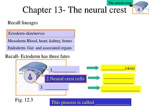 Chapter 13- The neural crest - SlideServe
