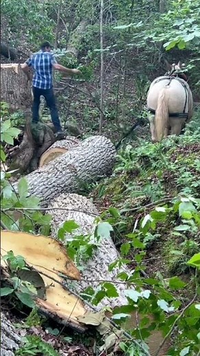 One man and one horse